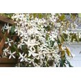 thumbnail image 5 of Expert Gardener 2.5QT Clematis Snowdrift Flowering Live Plants Full Sun White, 5 of 6