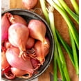 thumbnail image 4 of TomorrowSeeds - Nero Shallot Sets (Bulbs) - F1 Round Traditional Echalote Onion Set Scallion Grow Garden Planting Vegetable Seeds 2025 Seed - 4 Pounds, 4 of 10