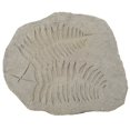 thumbnail image 2 of A and B Home Fern Fossil Off-white Cement 15-inch x 12-inch x 1.5-inch Figurine, 2 of 2
