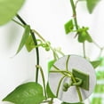 thumbnail image 6 of 120PCS Wall Clips for Climbing Plants, TSV Plant Clips for Climbing Plants, Wall Plant Holder for Indoor Plants Vines, 6 of 7