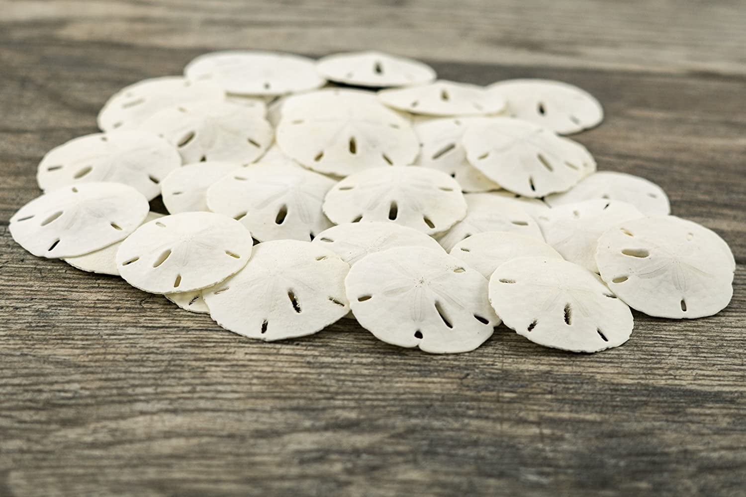 SALE - Damaged Florida Sand Dollars - 1-2 - 10 Pieces - Craft Supplies -  Beach Decor- Wedding - Sandollar - Sand Dollars - FREE SHIPPING!