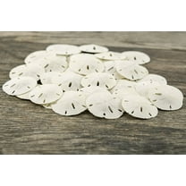 Sand Dollar Real Sand Dollars 1 1/2" to 2" (Set of 30) Seashell Wedding Sand Dollars for Crafts