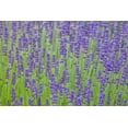 thumbnail image 2 of Gulin, Sylvia 14x11 White Modern Wood Framed Museum Art Print Titled - Washington State-Sequim-early summer blooming Lavender fields, 2 of 4