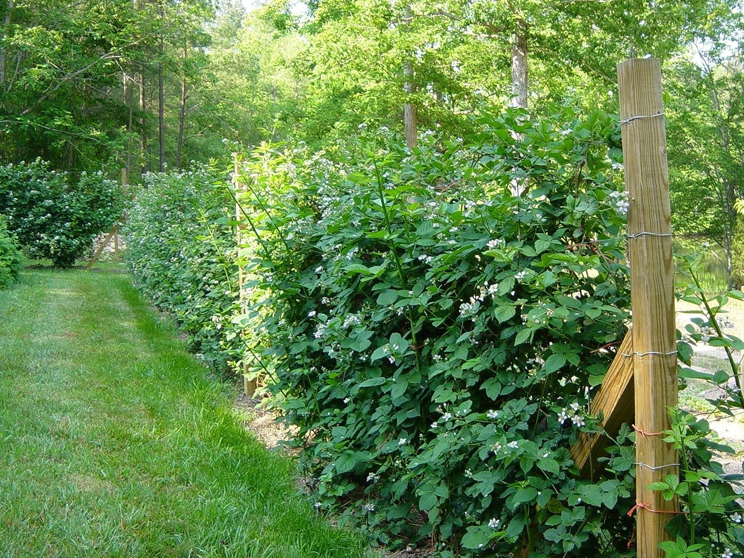 Ahpahchee BlackBerry Plant - Live Plant in a 2 Inch Pot - Rubus - Fruit Trees for The Patio and Garden