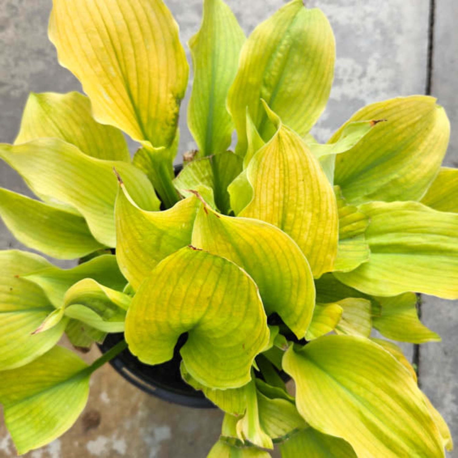Proven Winners 6" Yellow Shadowland 'Echo the Sun' Hosta Live Plant in 6.5" Pot