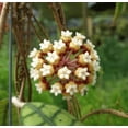 thumbnail image 3 of Hoya Callistophylla, 4" Plant, The Plant Farm, 3 of 3