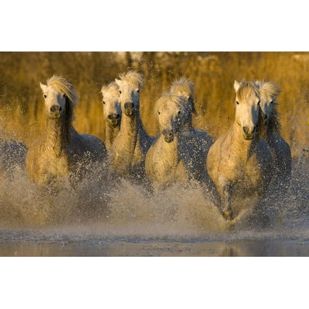 7 Running Horses Seven White Camargue Horses Running in Water, Provence, France Print Wall Art By Jaynes Gallery ()