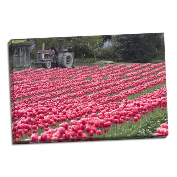 Gango Home Decor Vibrant Pink Tulips by Dana Styber (Ready to Hang); One 36x24in Hand-Stretched Canvas