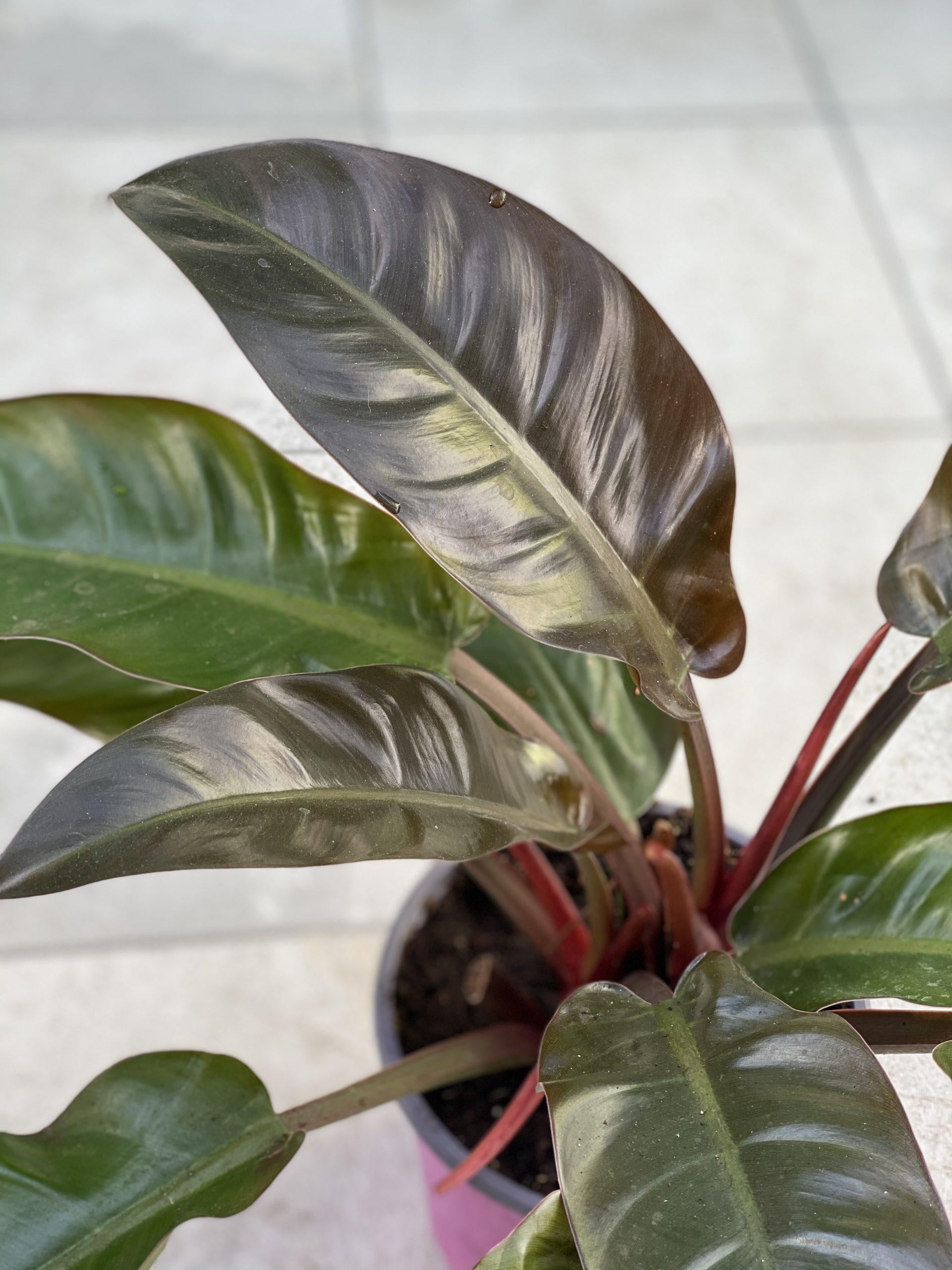 RedCrocus 'Imperial Red' Philodendron - Vibrant Tropical Indoor Plant with Glossy Red & Green Foliage, Easy Care, Creates Lush Decor  10" Pot