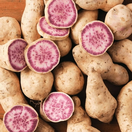 Pack 10 Okinawa Purple Sweet Potato Slips, 3-5 Inch, Well Rooted for Outdoor Planting
