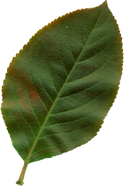 Canvas Print Autumn Nature Leaves Clipart Plant Sheet Stretched Canvas