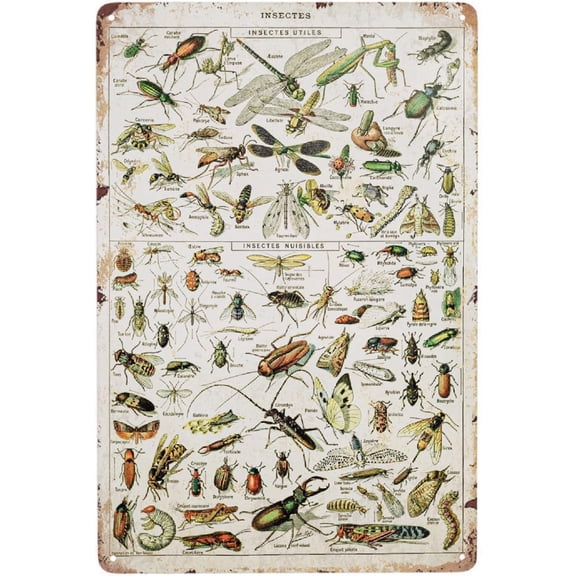 Vintage Insect Species Metal Wall Sign Retro Aluminum Decor 12 x 8 Inch