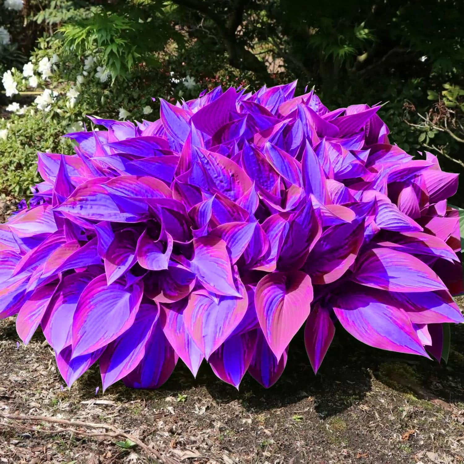 6 Mixed Color Hosta Plants for Growing - Growers Choice, Easy to Grow Hosta Rootstock (6 Plants)