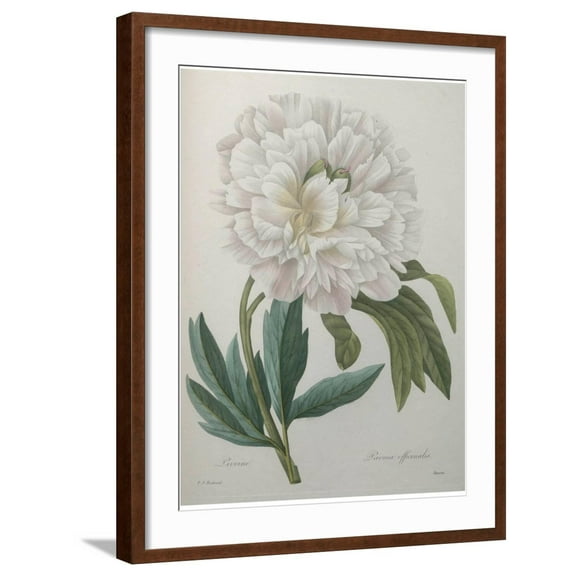 Art.com Official Peony Art Print by Pierre-Joseph Redoute, Brown Frame Wall Art, 23" x 29"