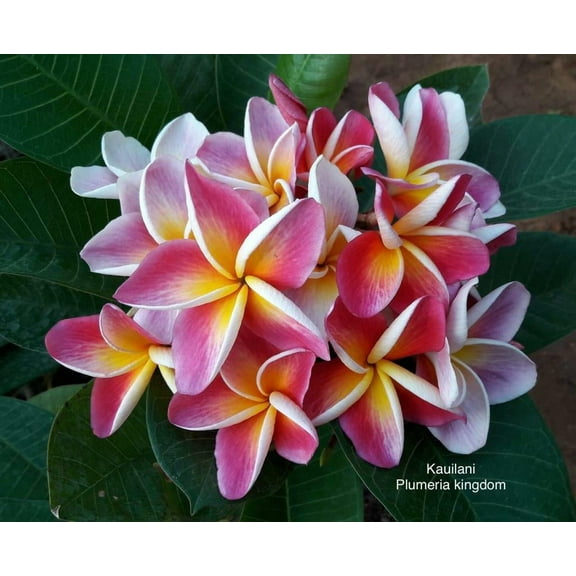10 "Kauilani" Plumeria Seeds Plants Flower Flowers Perennial Seed P-11 US Seller