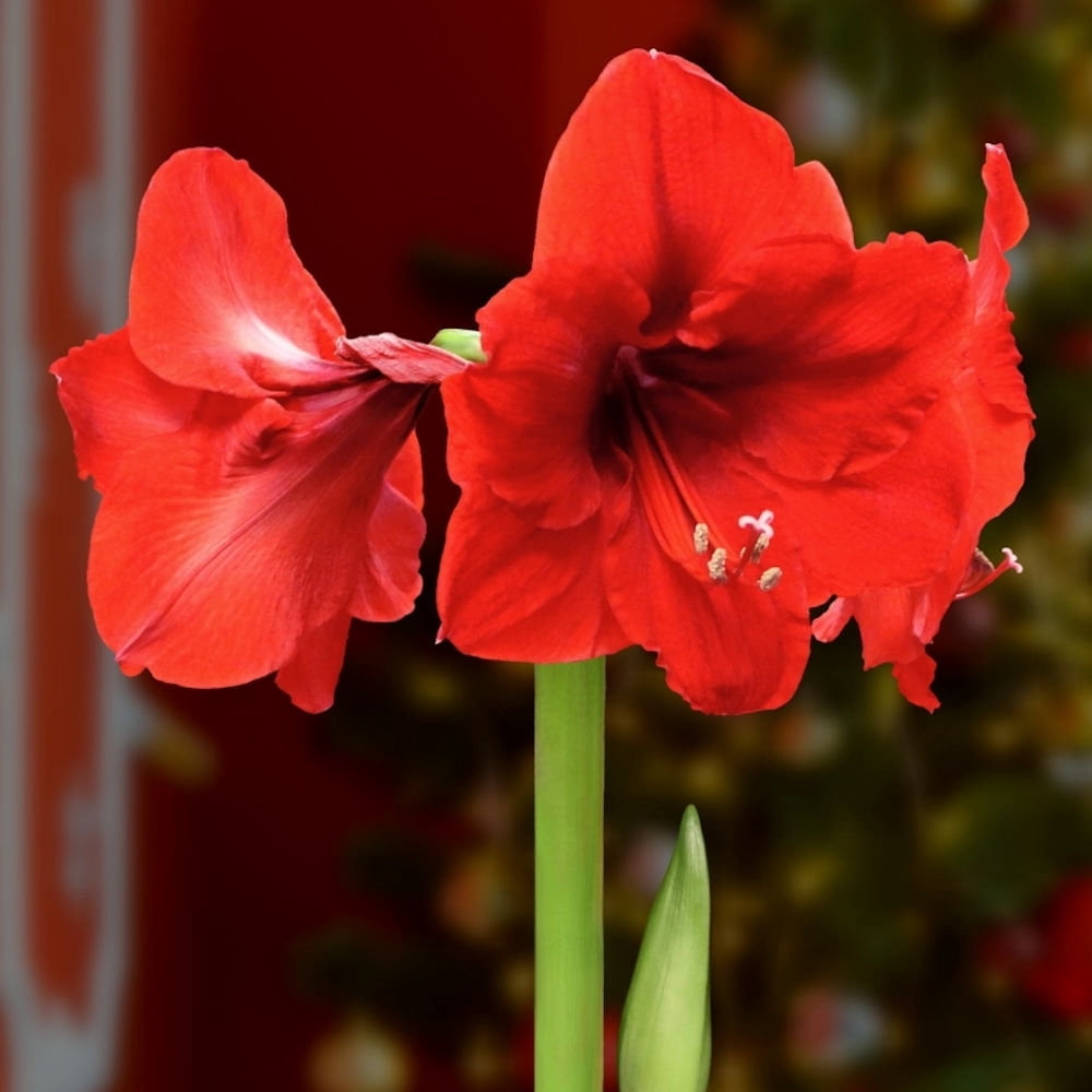 Live Ornamental/Decor Gold Waxed Amaryllis with Red Blooms with Indirect Sun- 1 Piece