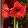 thumbnail image 6 of National Plant Network Live Ornamental/Decorative Gold Waxed Amaryllis with Red Blooms with Indirect Sun (3-Pack), 6 of 7