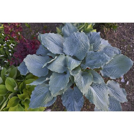 1 Gal. Shadowland Diamond Lake (Hosta) Live Plant, Purple Flowers with Blue Foliage