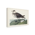 thumbnail image 2 of John James Audubon 'Jager' Canvas Art, 2 of 3