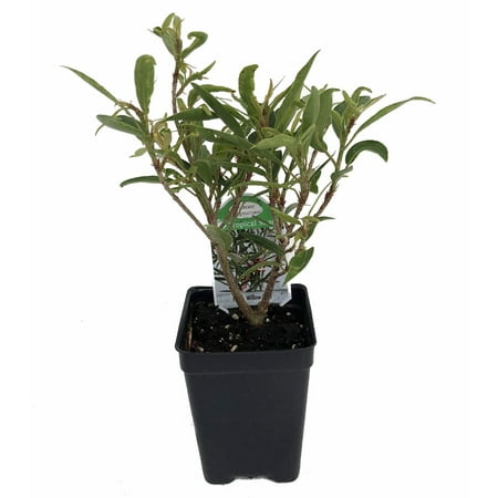 Willow Leaf Weeping Fig - Ficus - 2.5