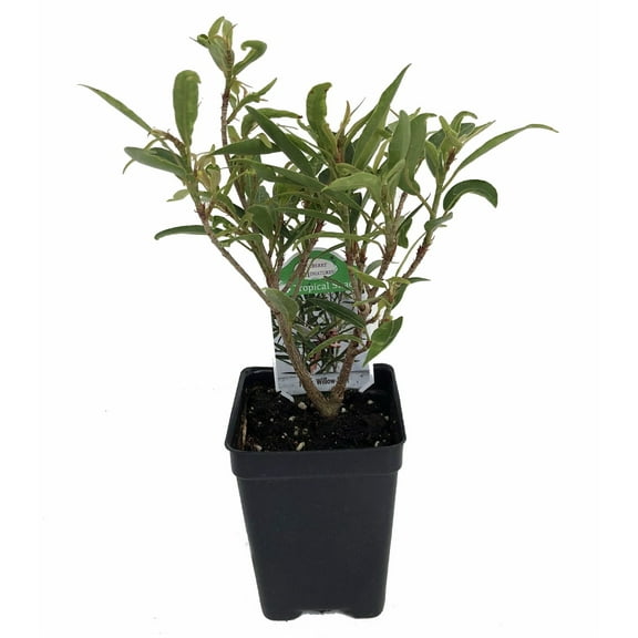 Willow Leaf Weeping Fig - Ficus - 2.5" Pot - Fairy Garden Plant or Bonsai