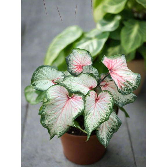 Blue Buddha Farm: Bold and Beautiful Caladium (2 Bulbs) - Easy to Grow Indoor or Outdoor Perennial Plant