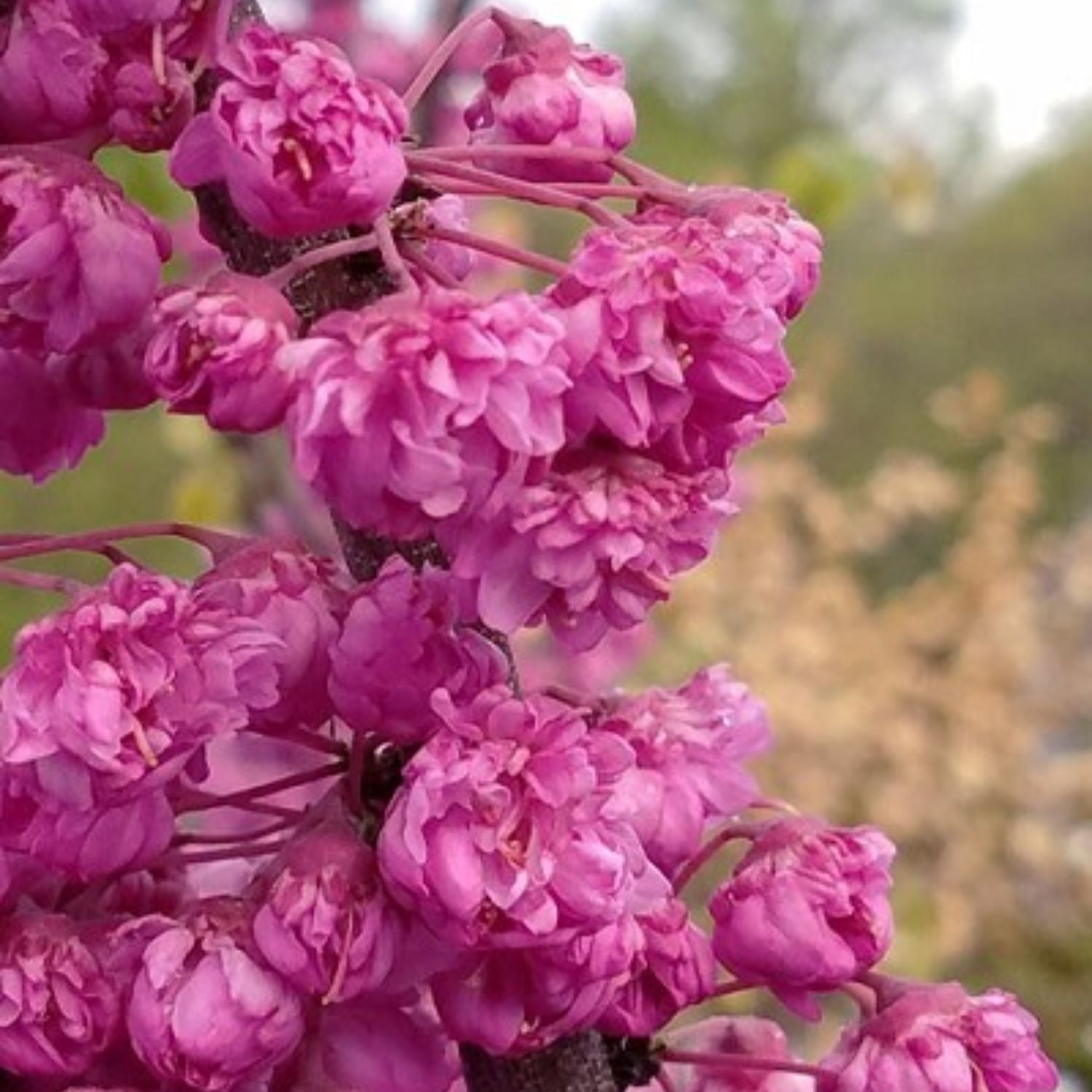 Expert Gardener 2-3 ft. tall Pink Pom Pom Redbud Tree in 5- Gallon Grower Pot
