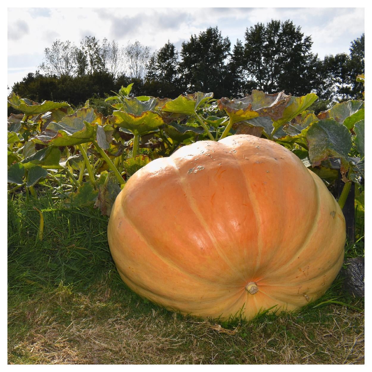 Everwilde Farms - 1/4 lb Atlantic Giant Pumpkin Seeds - Gold Vault Bulk Seed Packet