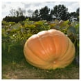 thumbnail image 4 of Everwilde Farms - 10 Atlantic Giant Pumpkin Seeds - Gold Vault Seed Packet, 4 of 5