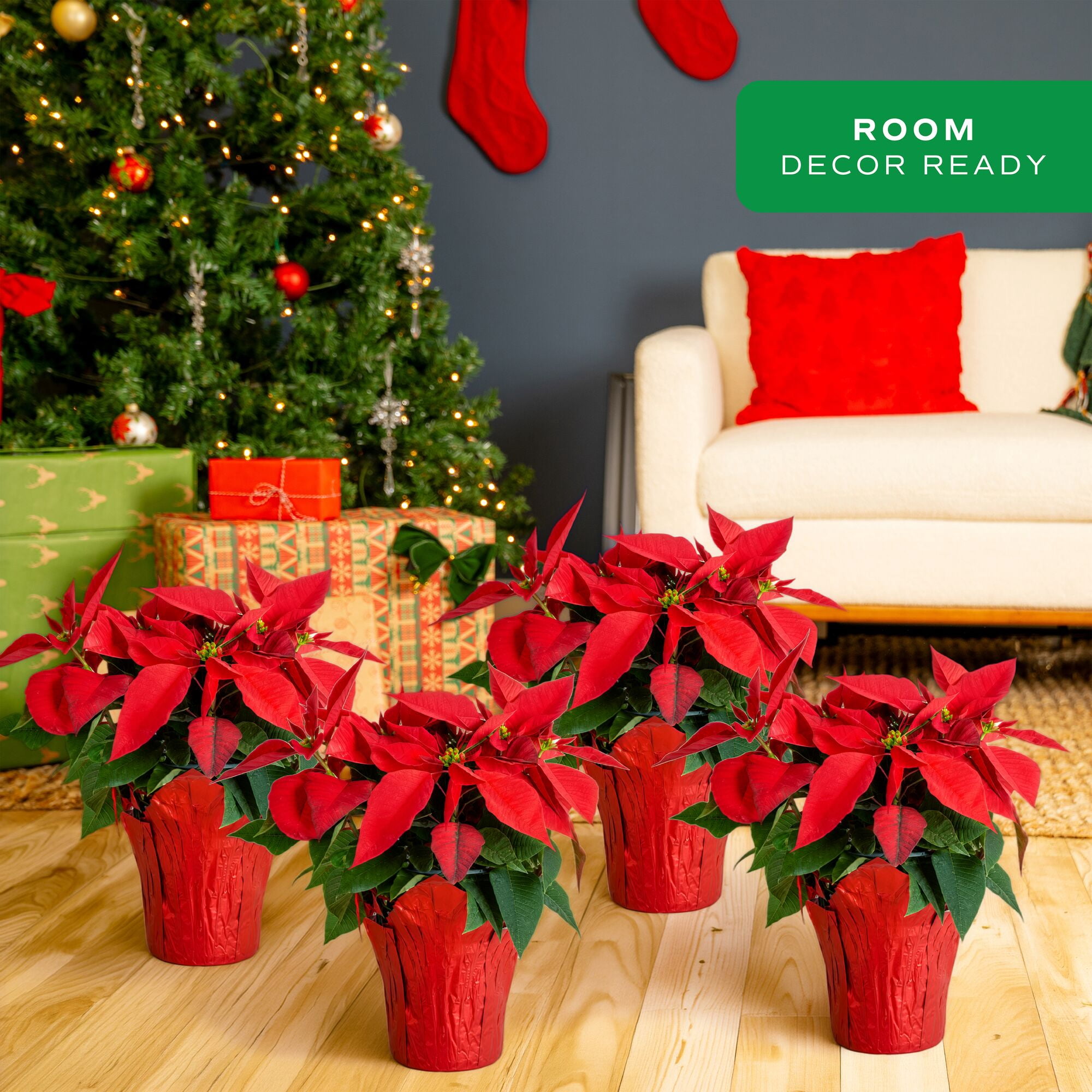 Costa Farms 6-10" Tall Red Poinsettia, Bright Indirect Sunlight, Indoor Live House Plants, 4-pk
