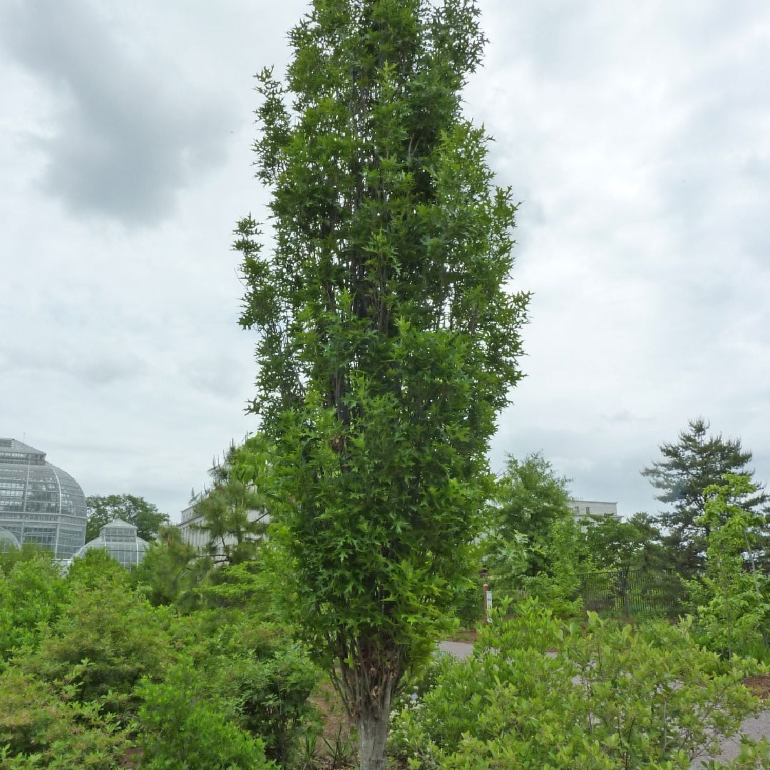 Expert Gardener 2-3' Oak Green Pillar® Live Tree in 1 gal. Grower Pot