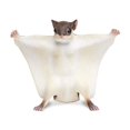 thumbnail image 7 of Safari Ltd. Flying Squirrel Figurine - Lifelike 6.5" Model Figure - Educational Toy for Boys, Girls, and Kids Ages 18 months+, 7 of 7