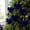 Blue, variant on 6Pcs Velvet Christmas Balls, Flocked Bow Shaped Baubles for Christmas Tree, Shatterproof Flocked Ornaments Balls for Family Holiday Wedding Party Xmas Hanging Decoration(Blue)
