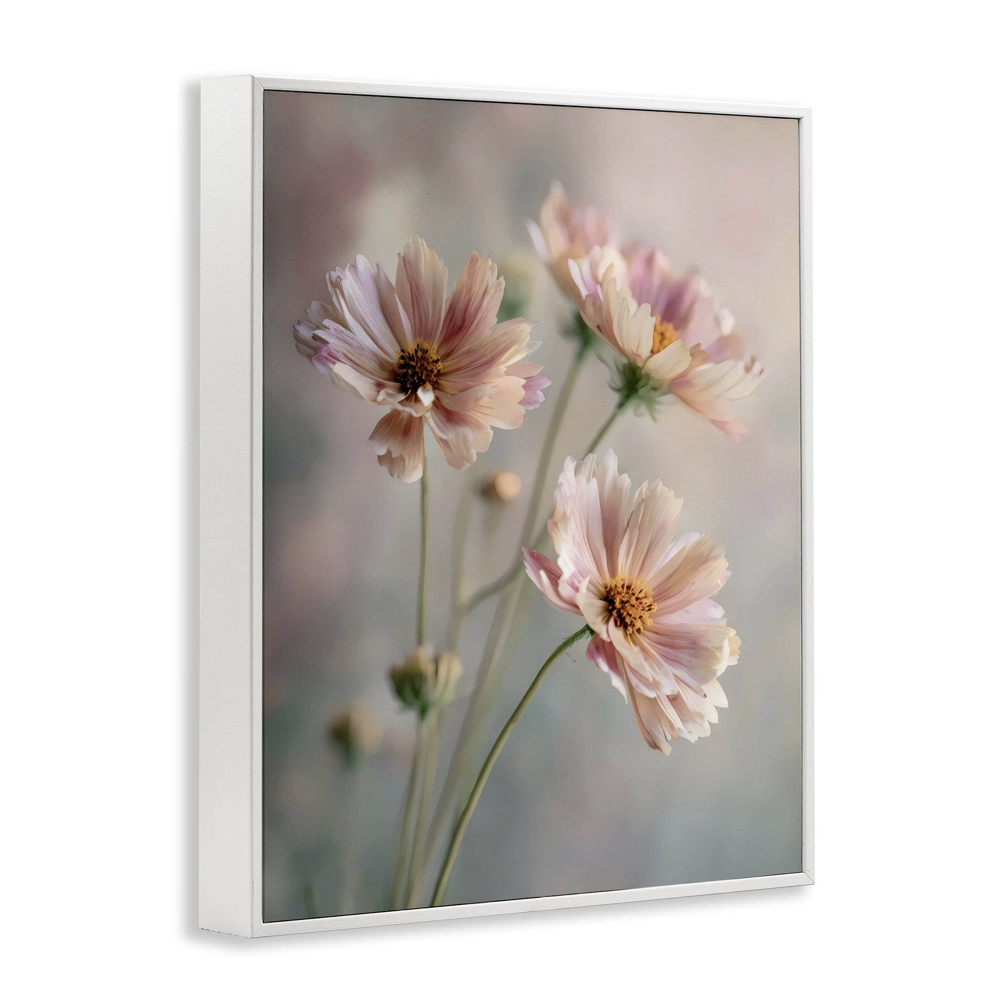 Stupell Industries Pink Daisies Close Up White Framed Giclee Art, design by Franklyn Gregory