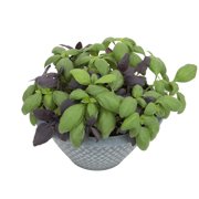 EXPERT GARDENER 3 QUART BASIL
