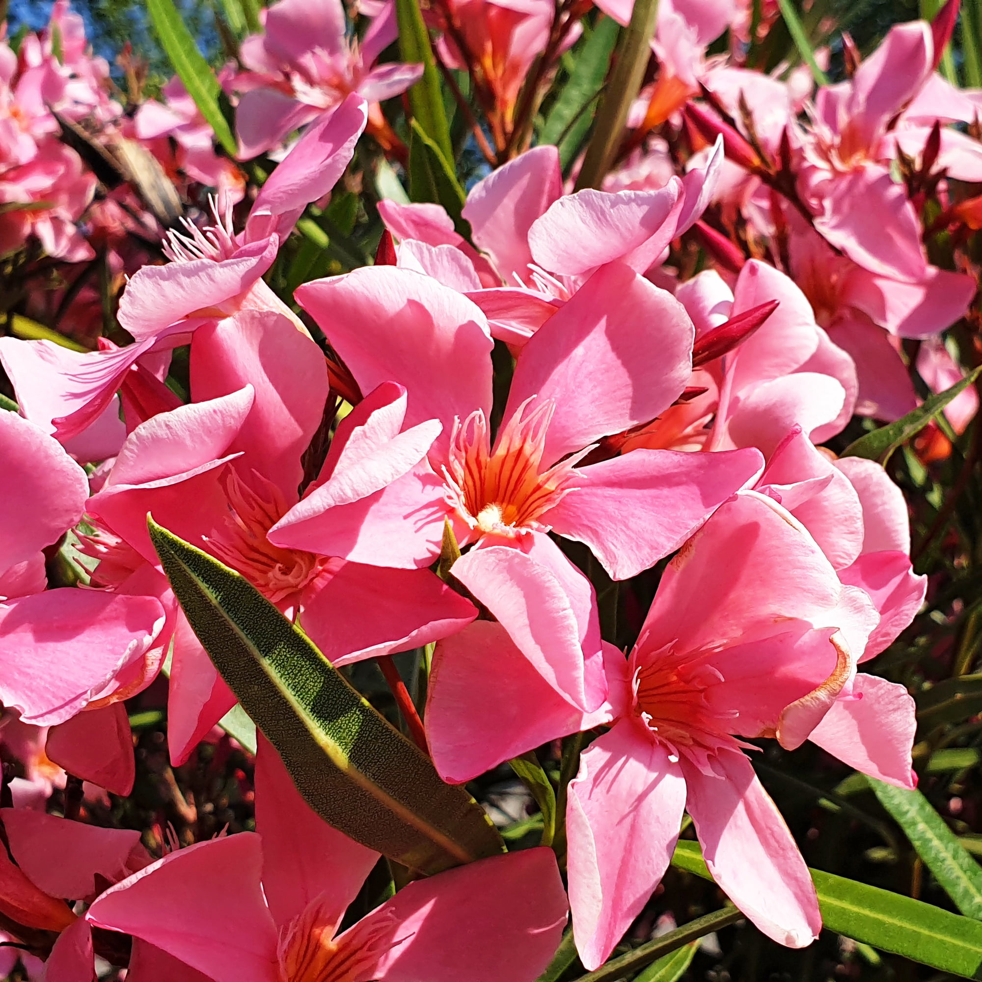"Expert Gardener Nerium Oleander Hardy Pink, 15""-18"" Tall