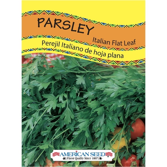 American Seed Parsley Flat Italian Annual Herb Seeds Full Sun