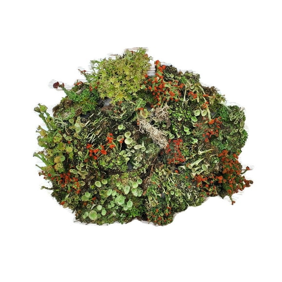 Tin Roof Treasure Assortiment de Lichen Vivant Sac 4"x6" pour Terrariums et Jardins Féeriques
