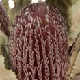 thumbnail image 3 of Vickerman 12" Natural Pink Banksia Menzi Flower with Stem. Includes 3 Stems per Pack, Dried, 3 of 5