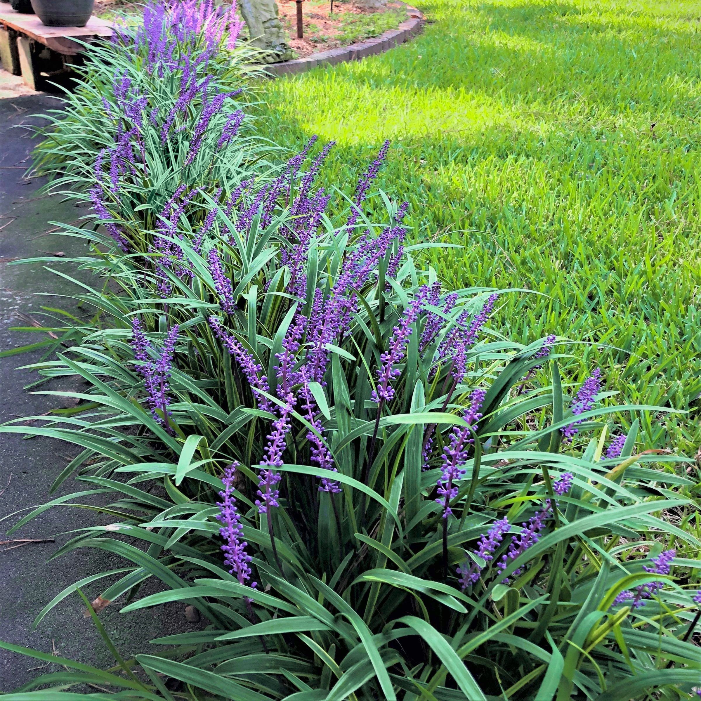 National Plant Network 1 gal. Liriope Emerald Goddess Grass