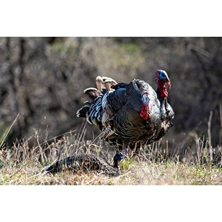 Higdon Outdoors Jake & Jill 1/4 Strut Jake and Laydown Hen Full Body Turkey Decoy Combo with Carry Bag