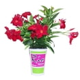 thumbnail image 1 of Plante Annuelle Dipladenia Rio #4.33 À Fleurs Rouges, 1 of 2