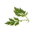 thumbnail image 5 of 1000 COMMON MUGWORT Artemisia Vulgaris Wild Wormwood Herb Yellow Red Flower Seeds, 5 of 9