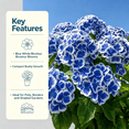 thumbnail image 3 of Hydrangea Shrub, Shade Plant for Gardens-Easy Grow-Low Maintenance-Ideal for Beds Borders, Plant Pots & Planters, 3 of 5