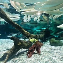 HEMOTON  Aquarium Decorations Landscape Sunken Wood Fish Tank Landscaping Hollow