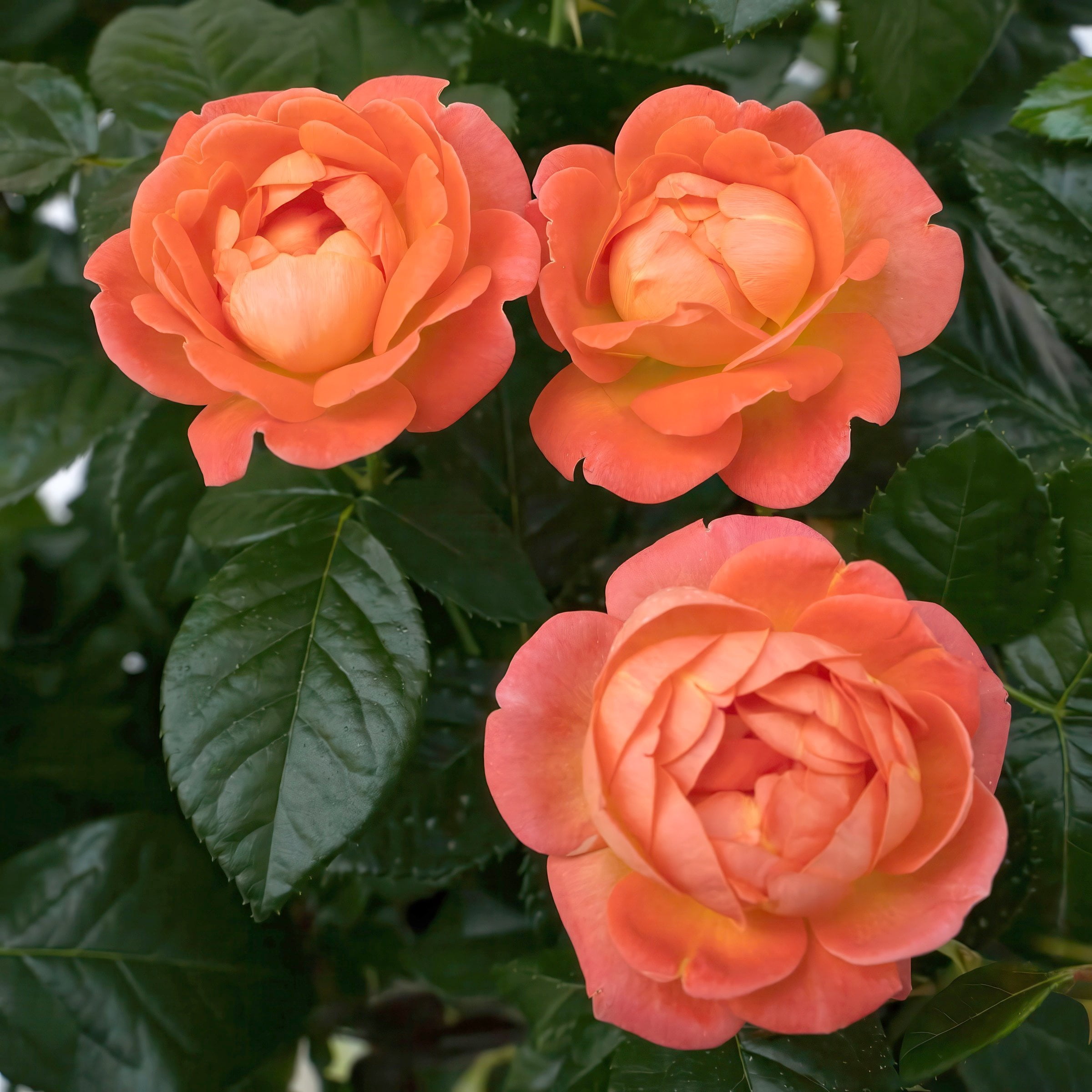 The Knock Out® Family of Roses 'The Orange Glow Knock Out® Rose' Live Shrub in 2-Gallon Grower Pot