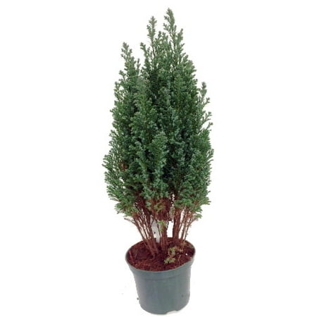blue european cypress christmas tree chamaecyparis blue european cypress christmas tree chamaecyparis
