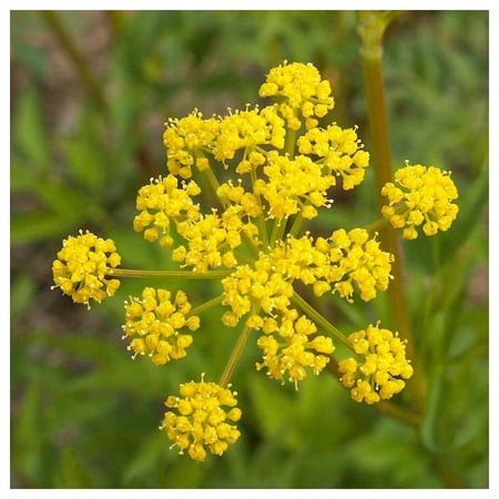Everwilde Farms - 1 oz Golden Alexanders Native Wildflower Seeds - Gold Vault Bulk Seed Packet