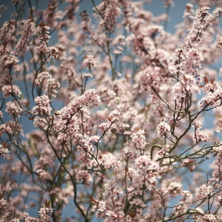 Flowering Cherry Grow Kit (U.S. Capitol Design) (Best Flowering Cherry Tree)