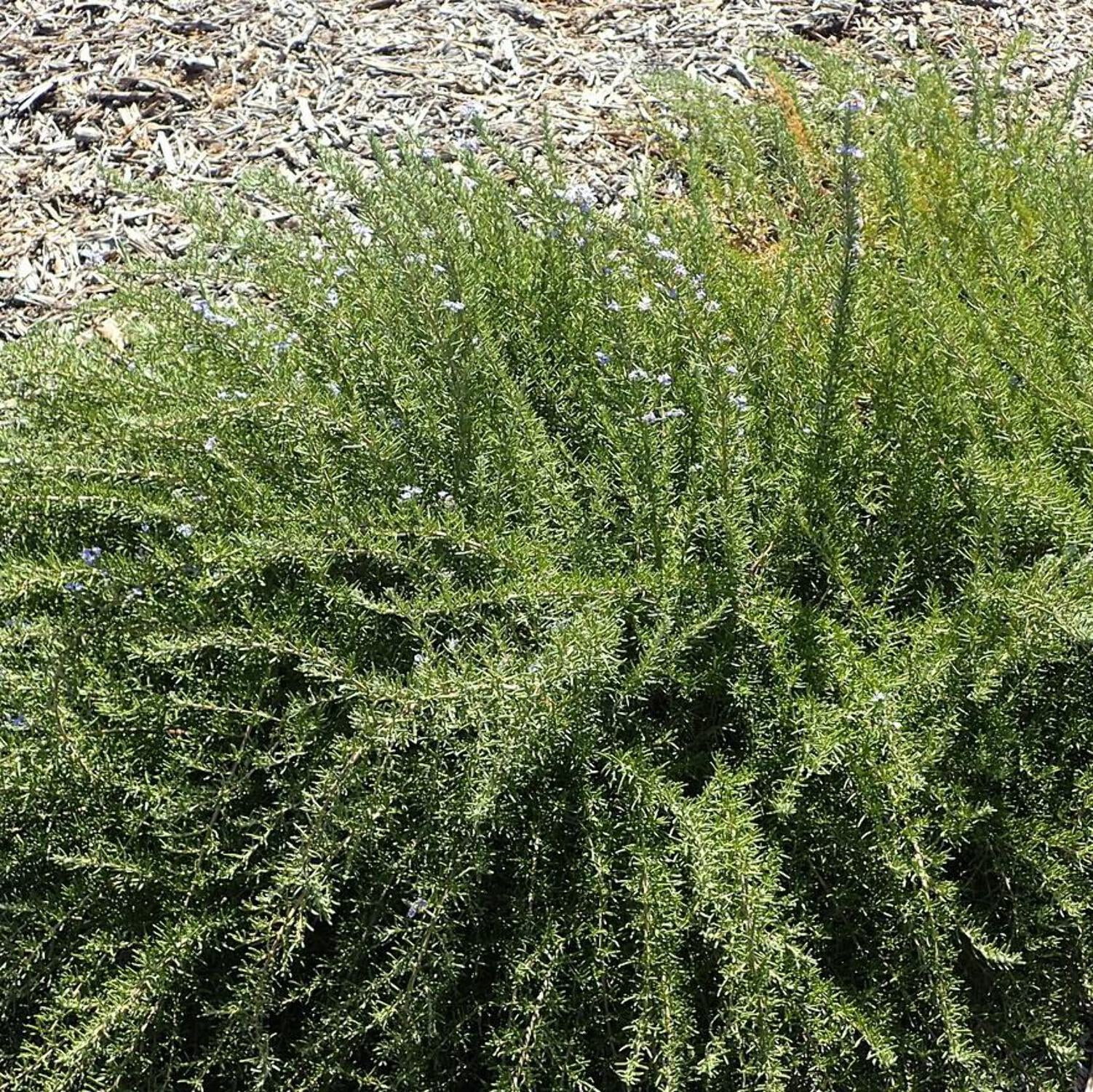 Tuscan Blue Rosemary - 1 Gallon Pot, Live Evergreen Shrub, Full Sun